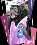 Even the local gorilla cannot resist the Bella Bottle!